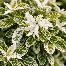 Бересклет Форчуна Harlequin