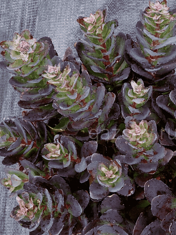 Очиток гибридный Conga line