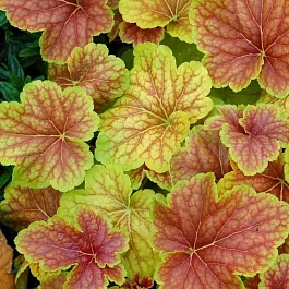 Гейхера Delta Dawn