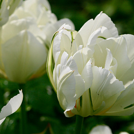 Тюльпан махровый поздний Уайт Маунтин