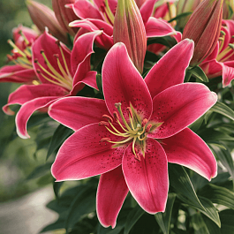 Лилия Sunny Keys