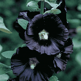 Мальва розовая Nigra