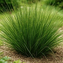 Ситник развесистый