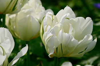 Тюльпан махровый поздний Уайт Маунтин