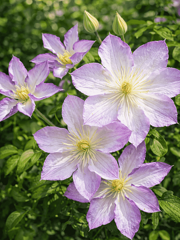 Клематис Lucky charm