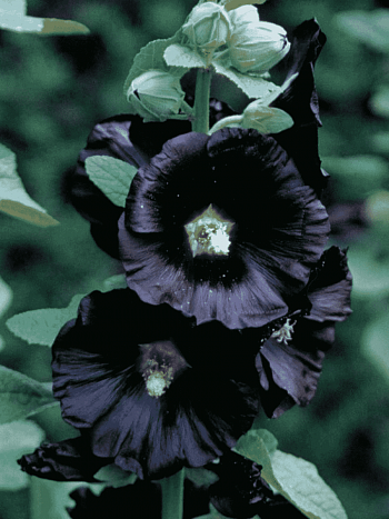 Мальва розовая Nigra