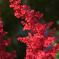 Астильба Арендса Red Tone