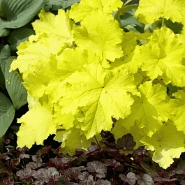 Гейхера гибридная Pistache