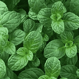 Мята Ореховая Фундук