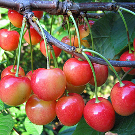 Черешня Фатеж Черешня Фатеж