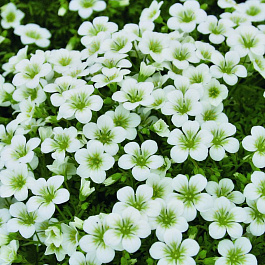 Камнеломка Арендса Pixie White