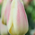 Тюльпан триумф Silk Surprise