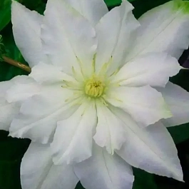 Клематис Chalcedony