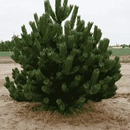 Сосна чёрная Oregon Green