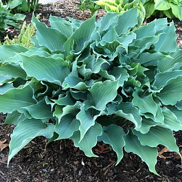 Хоста гибридная Рестлесс Си