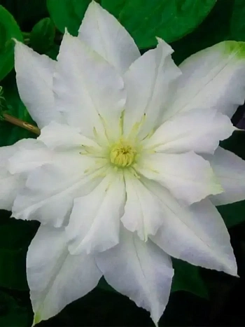 Клематис Chalcedony