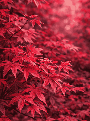 Клен веерный Deshojo