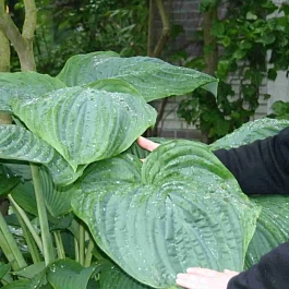 Хоста Empress Wu