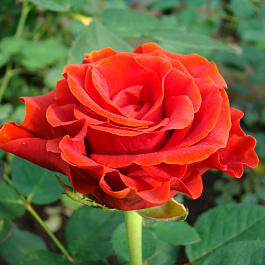 Роза чайно-гибридная Эльторо