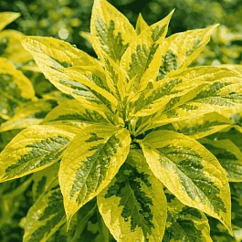 Дерен белый Gouchaultii