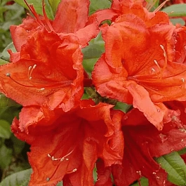 Азалия крупноцветковая Feuerwerk