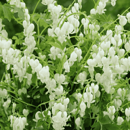 Дицентра великолепная Alba