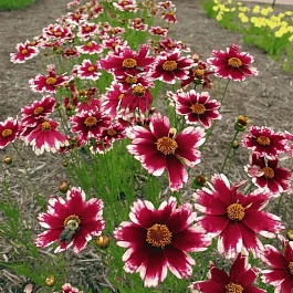 Кореопсис Ruby Frost