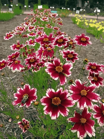 Кореопсис Ruby Frost