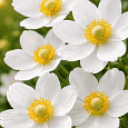 Анемона лесная Madonna