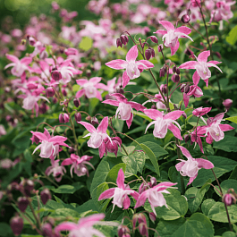 Горянка Юнга Roseum