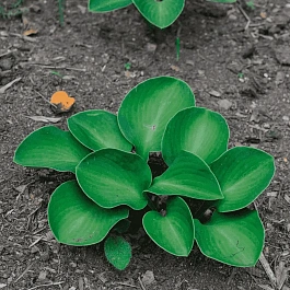 Хоста Monster Ears