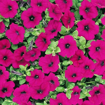 Петуния ампельная F1 Вейв Парпл Классик