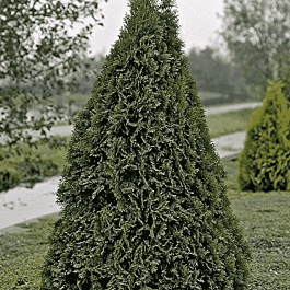 Туя  западная Dziak