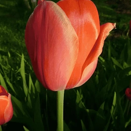 Тюльпан триумф Charade
