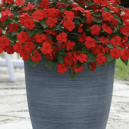 Бальзамин Уоллера Beacon Bright Red