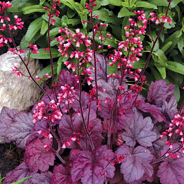 Гейхера гибридная Грейп сода