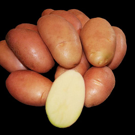 Картофель семенной Фаворит Картофель семенной Фаворит