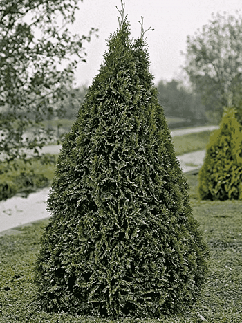 Туя  западная Dziak