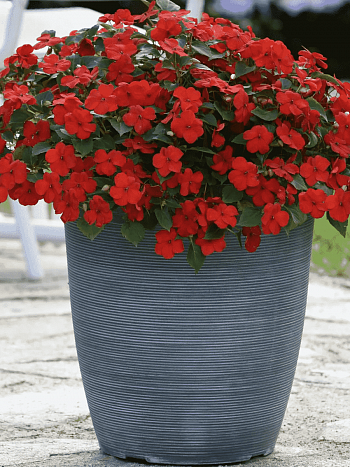 Бальзамин Уоллера Beacon Bright Red