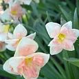 Нарцисс Pink Wonder