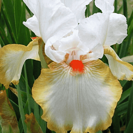 Ирис германский Halloween Halo