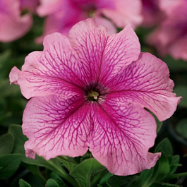 Петуния грандифлора Тритуния Пинк Вейнед