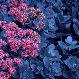 Очиток гибридный Blue Pearl