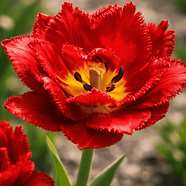 Тюльпан Crispion Dark