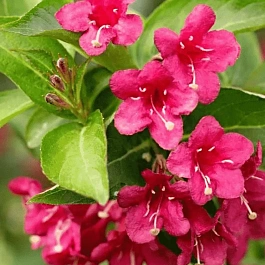 Вейгела Evita