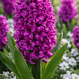 Гиацинт Miss Saigon