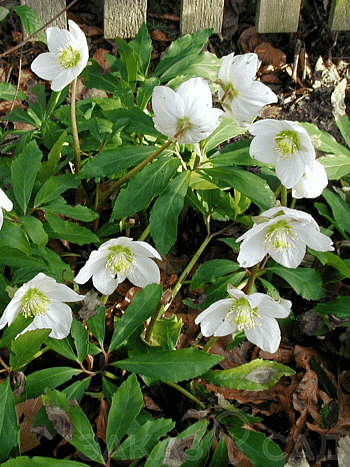 Морозник восточный White Lady