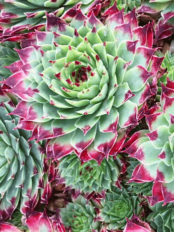 Молодило известковое