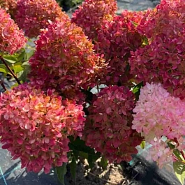 Гортензия метельчатая Petite Flori