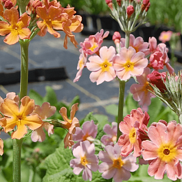 Примула Буллесиана Mix